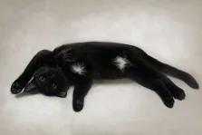 Портрет домашнего питомца в стиле маслом. На картине изображён чёрный кот с белыми пятнами на шерсти, лежащий на светлом фоне. Кот вытянулся на животе, смотрит прямо перед собой большими выразительными глазами, создавая ощущение игривости и спокойствия одновременно. Художник Антонина