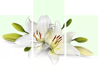 Модульная картина на холсте с изображением орхидеи
