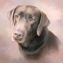 Собака породы "Лабрадор-Ретривер" на нейтральном нежном фоне, картина в стиле Акварель, художник Антонина