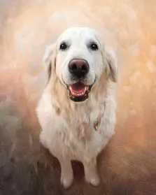 Портрет собаки породы "Золотистый Ретривер" на нейтральном фоне, картина выполнена в стиле Под масло, художник Виктория 