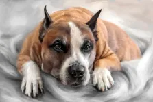 Портрет собаки породы "Американский Стаффордширский Терьер" написан в стиле Под масло на нейтральном сером фоне, художник Анастасия 